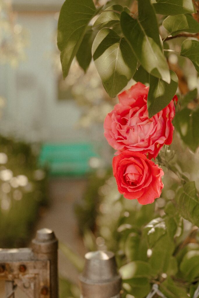 Rote Rosen verschönern die Hochzeitslocation
